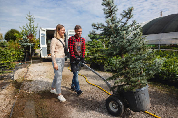 Best Tree Removal  in USA